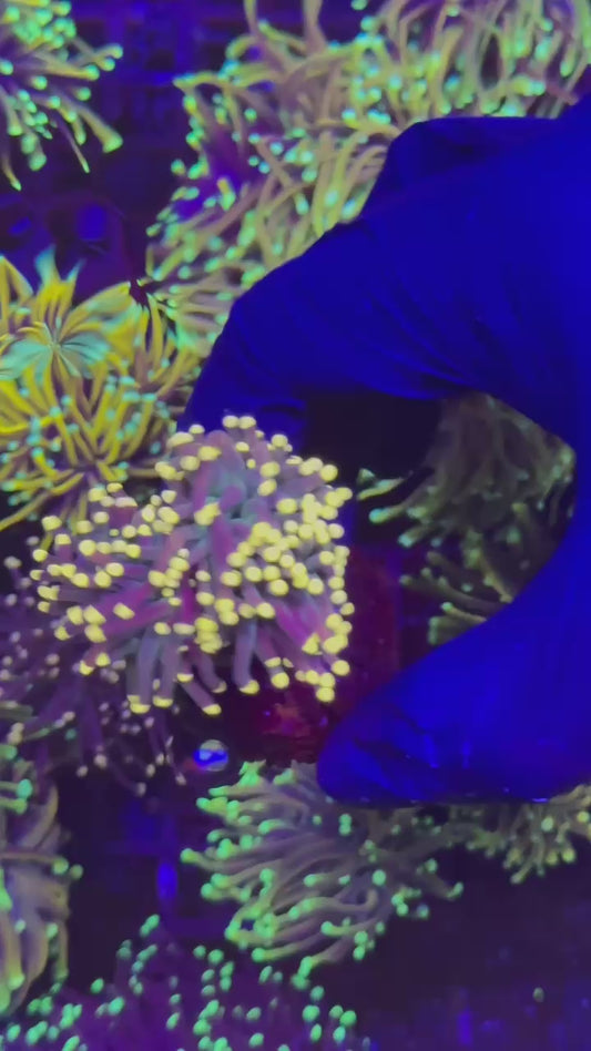 Joker torch 2h (Euphyllia glabrescens)