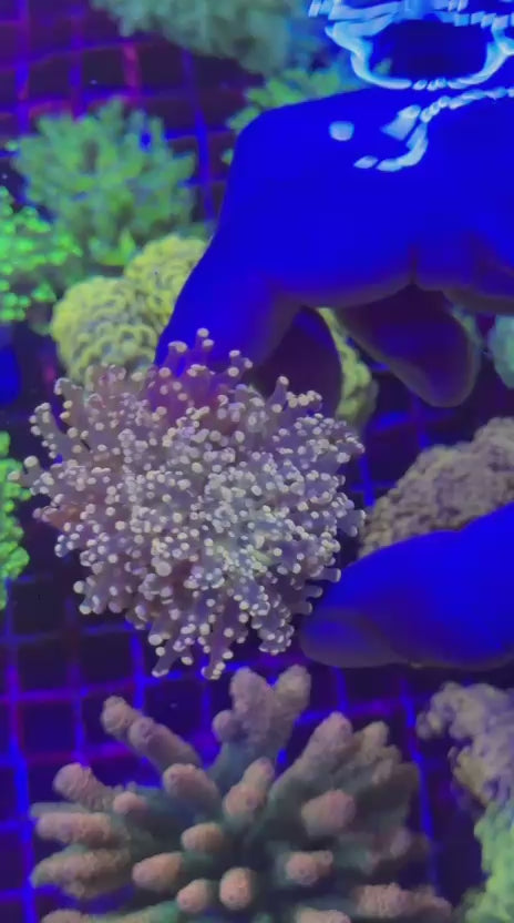Ultra Orange para (Euphyllia paradivisa)