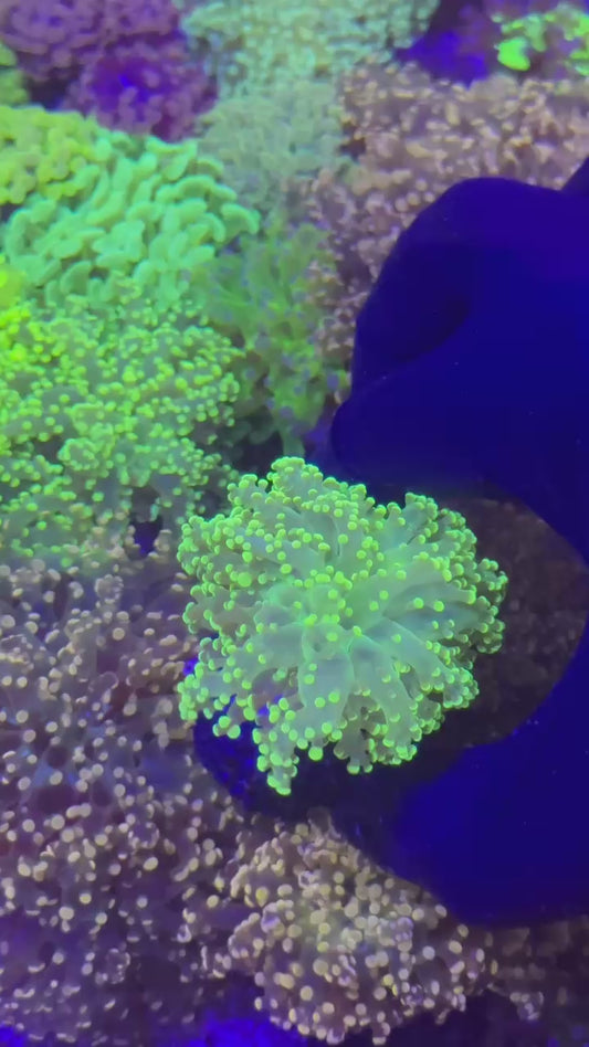 Yellow frogspawn 1h (Euphyllia paradivisa)