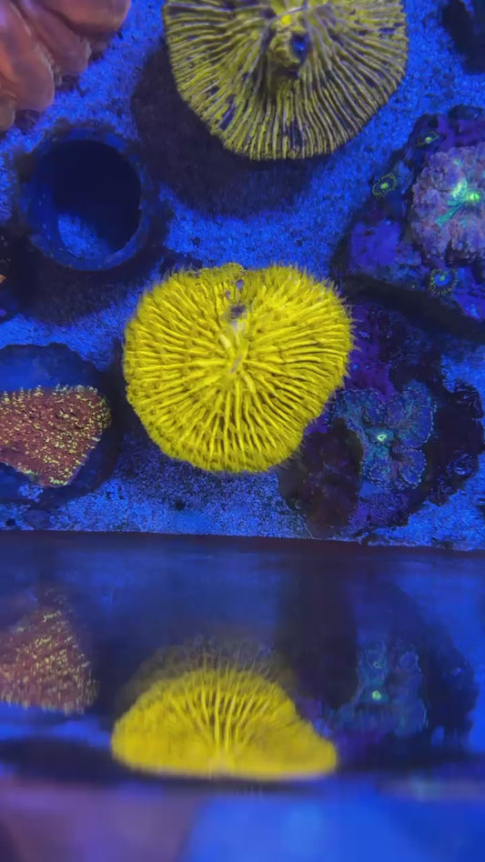 Ultra orange fungia (Fungia sp.)