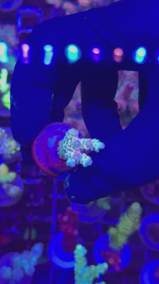 Homewrecker tenuis frag (Acropora tenuis)