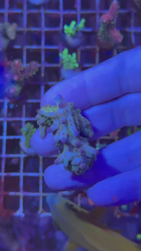 Avatar loripes ( Acropora loripes )