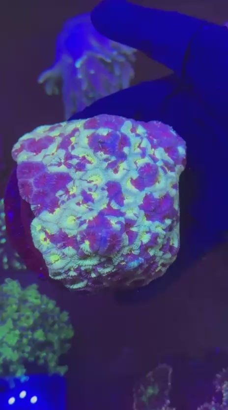 Marble favia (Favia sp.)