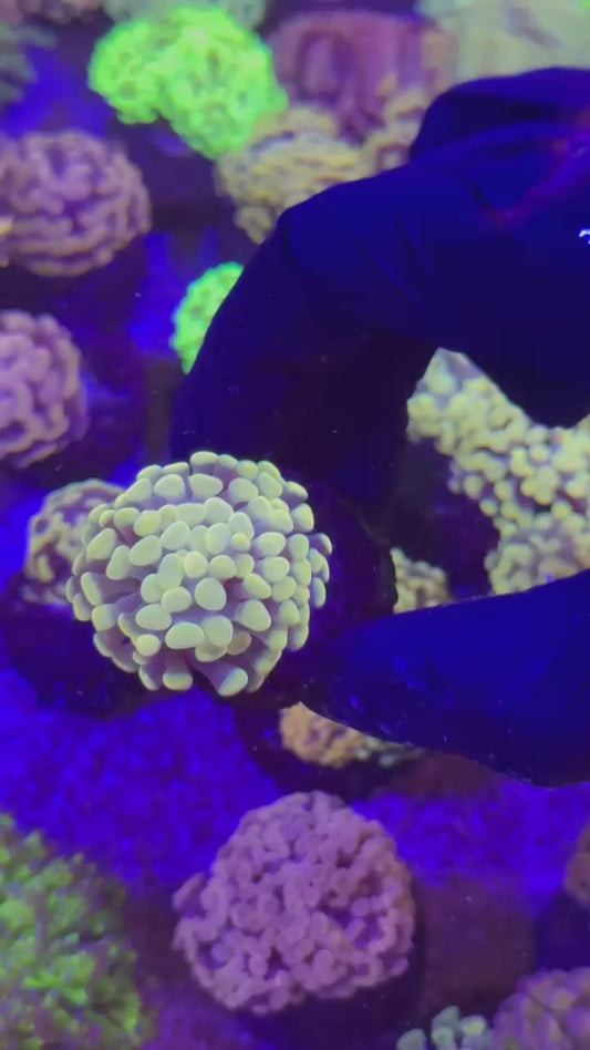 Bubble yellow para 1h (Euphyllia paraancora)