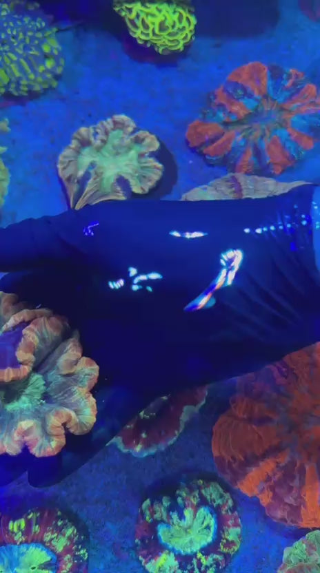 Orange rim Trachy (Trachyphyllia geoffroyi)