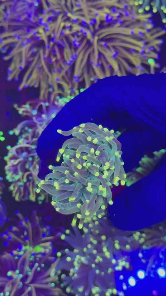 Lemon tips torch (Euphyllia glabrescens)