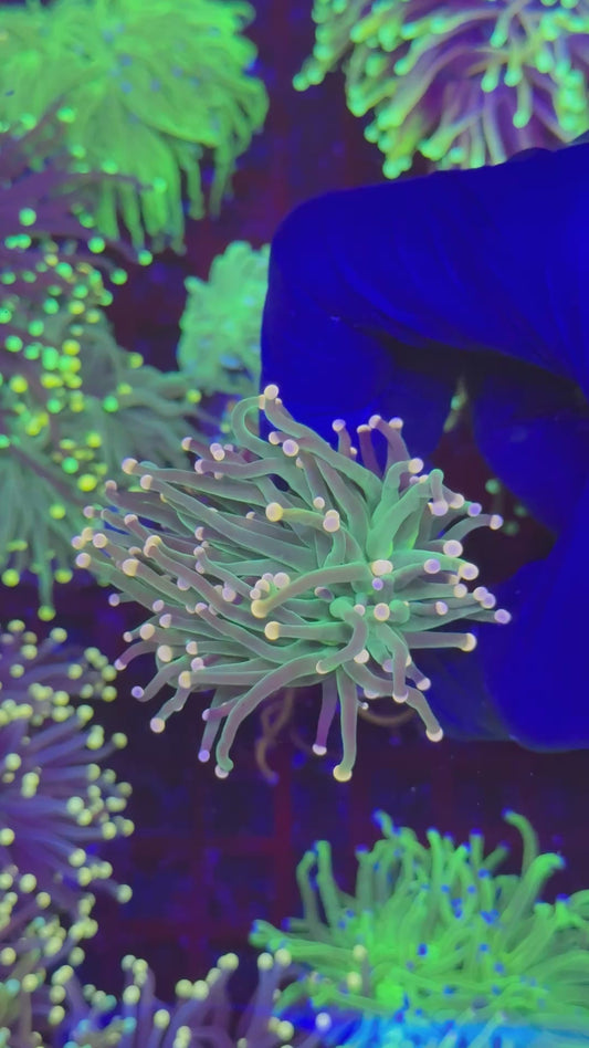 Multicolor tips torch (Euphyllia glabrescens)