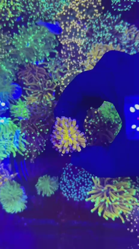 Area 51 torch (Euphyllia glabrescens)