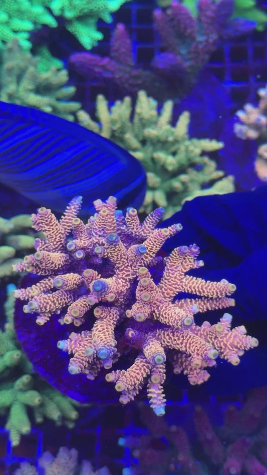 CG Orange Milly colony (Acropora millepora)