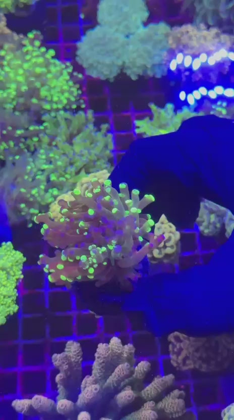 Grafted para (Euphyllia paradivisa)
