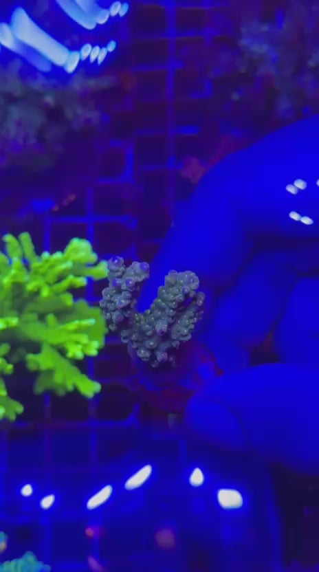 Acropora spp purple tips