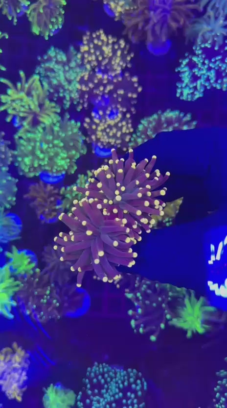 Joker torch (Euphyllia glabrescens)