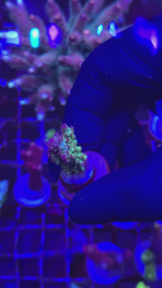 Master micro Frag (Acropora microclados)