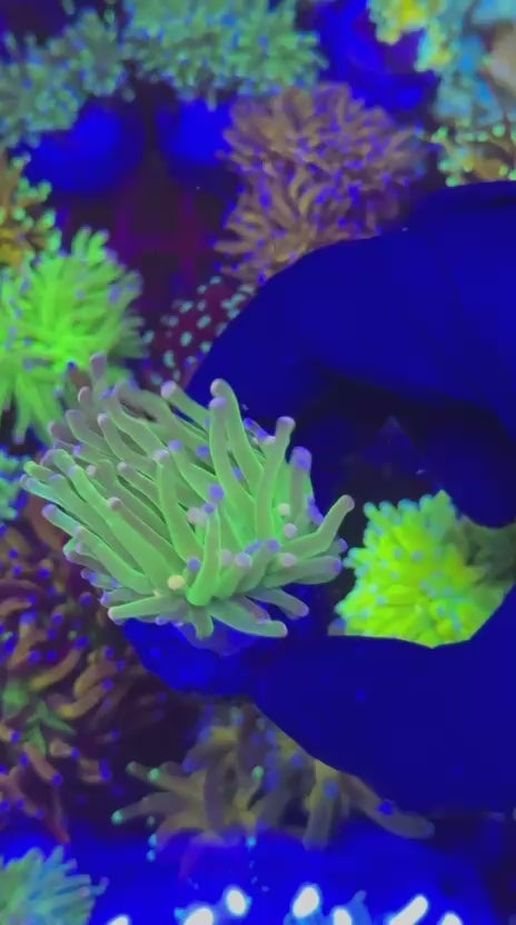 Malaysian Harlequin Torch (Euphyllia glabrescens)