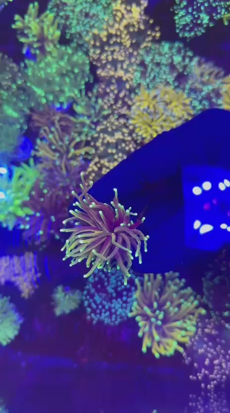 Dragon soul torch (Euphyllia glabrescens)