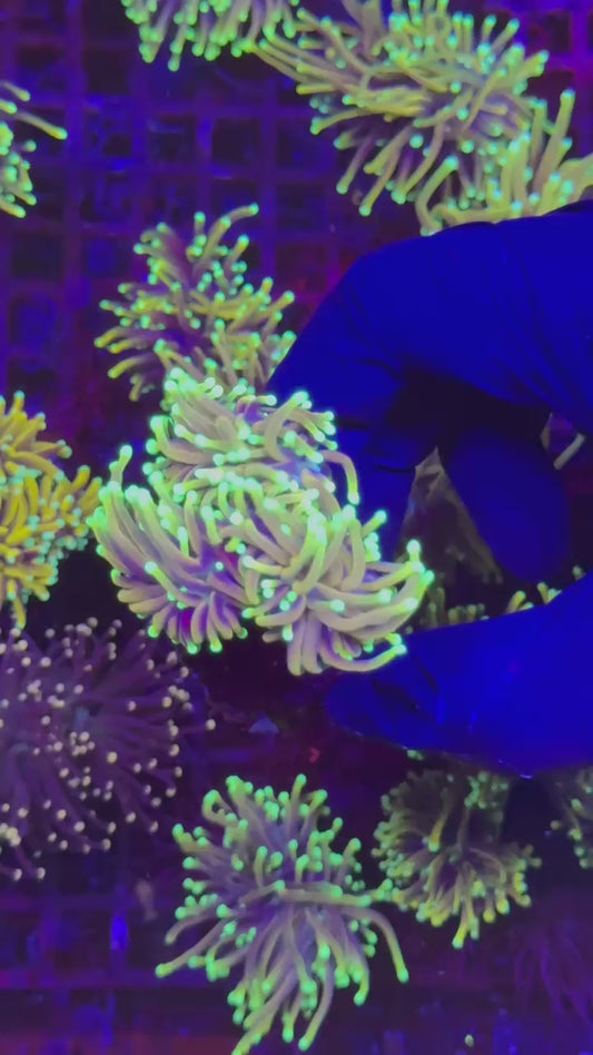 Hellfire torch 3h (Euphyllia glabrescens)