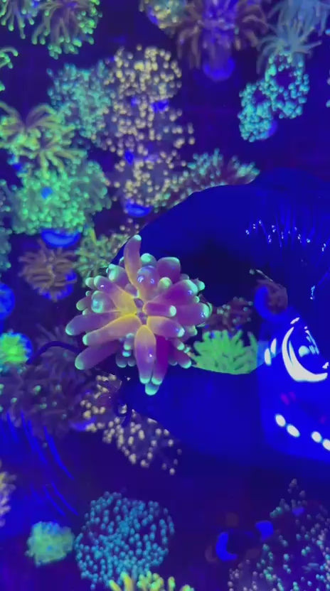 Tiger 2.0 torch (Euphyllia glabrescens)
