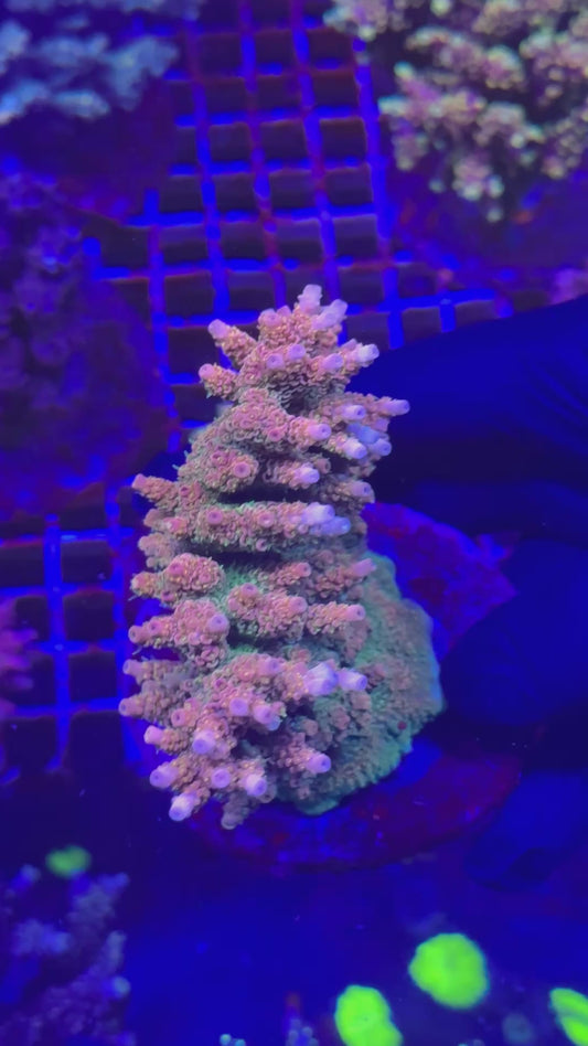 Orange planet hyachy (Acropora hyacinthus)