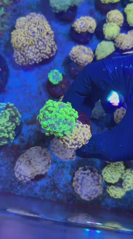 Combo hammer (Euphyllia paraancora)