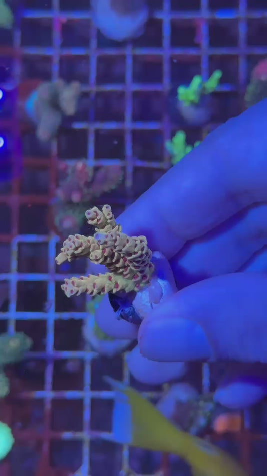 Papaya selago ( Acropora selago )