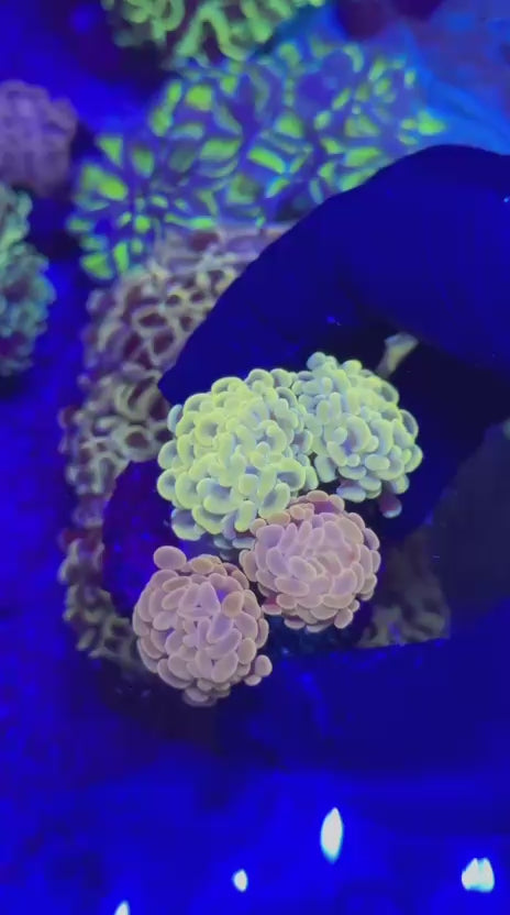 Combo Hammer (Euphyllia paraancora)