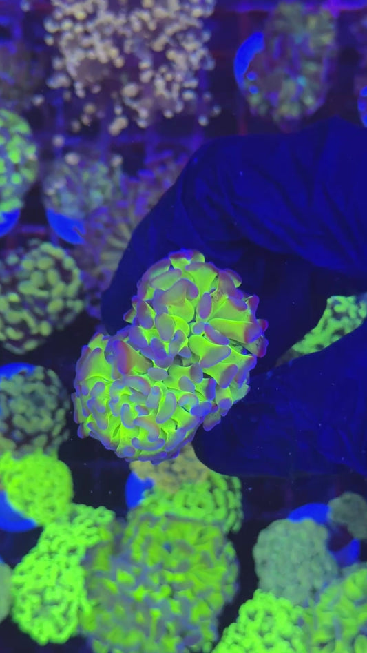 Ultra reverse hammer (Euphyllia paraancora)