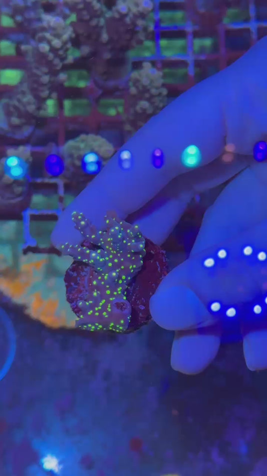 Blueberry valida ( Acropora valida )