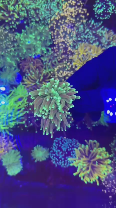 Hulk torch (Euphyllia glabrescens)