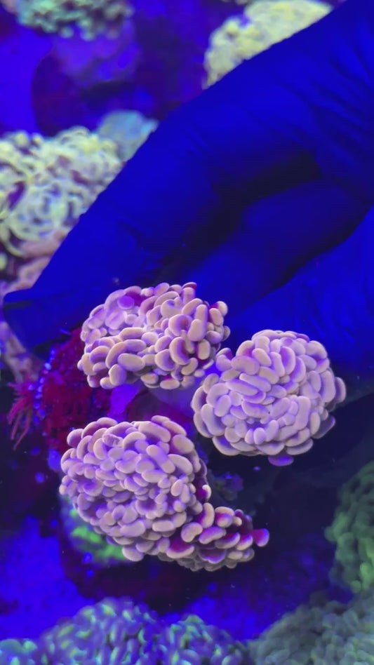 Ultra orange paraancora ( Euphyllia paraancora )