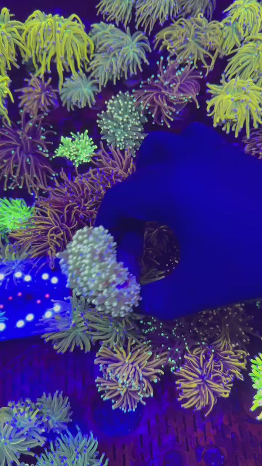 RARE ! Different tips green torch 3h ( Euphyllia glabrescens )