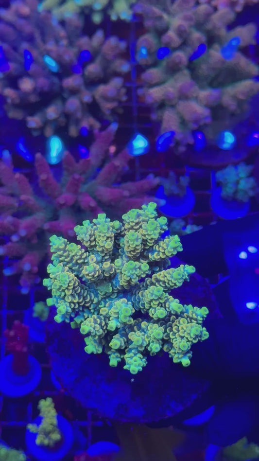 Orange yellow tenuis (Acropora tenuis)