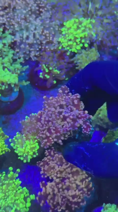 Orange para (Euphyllia paradivisa)