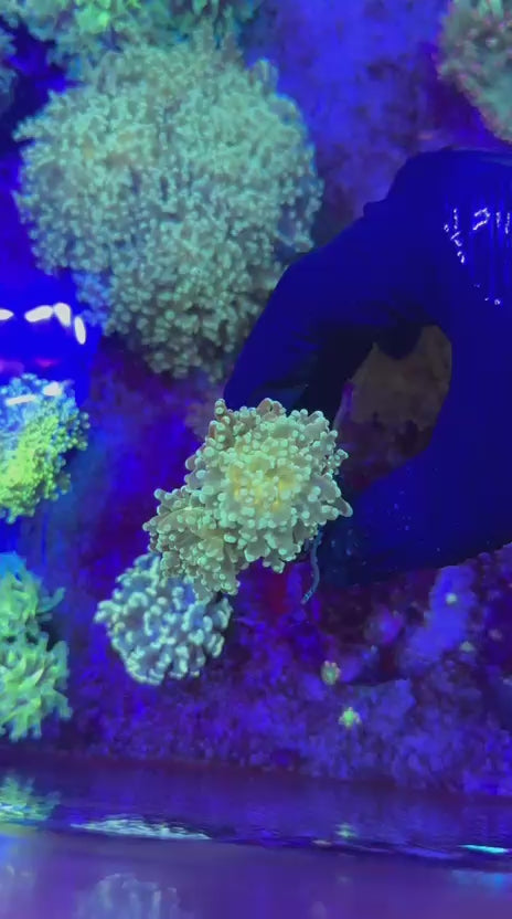 Galaxy para (Euphyllia paradivisa)