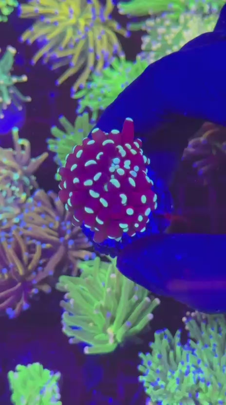 Venom Cristata torch (Euphyllia glabrescens)