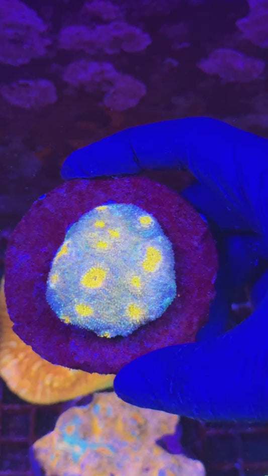 Orange eye echy ( Acanthasrea echinata )