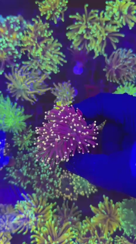 Dark knight torch (Euphyllia glabrescens)