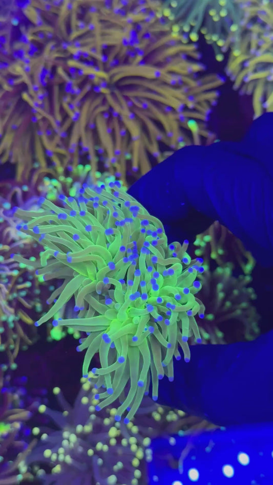 Ultra Blueberry torch (Euphyllia glabrescens)