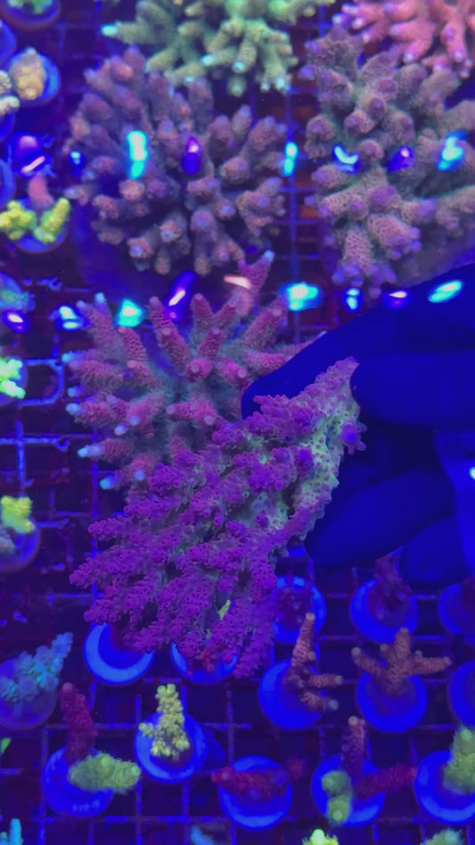 Aussie rainbow anthocercis (Acropora anthocercis)