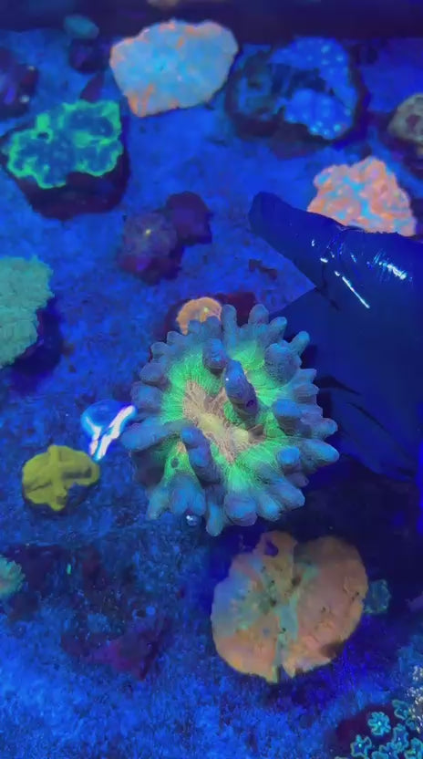 Rainbow pectinia (Pectinia sp.)