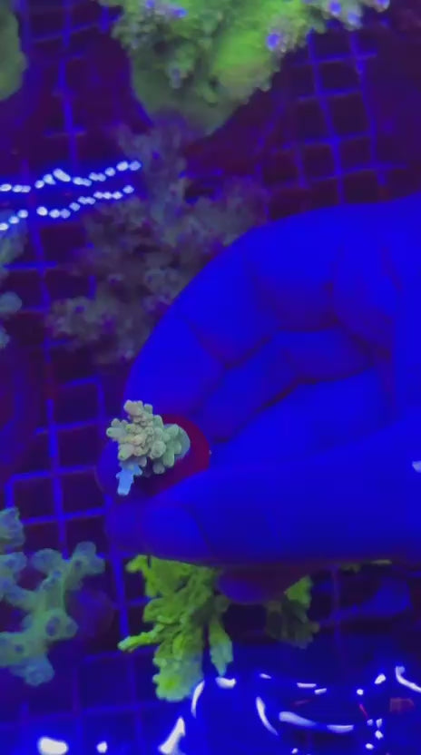 Acropora latistella rainbow