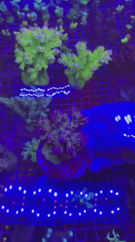 Acropora granulosa colony rainbow explosion