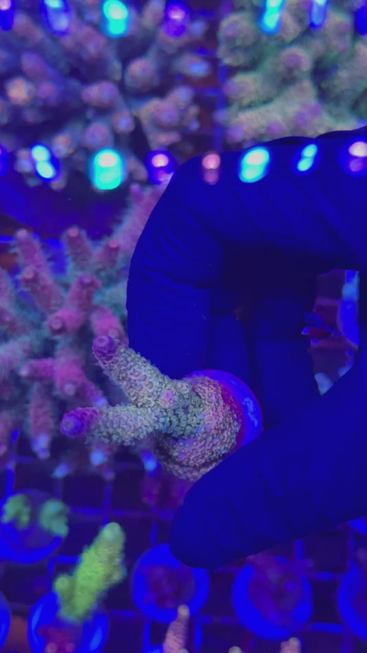 Purple haze milly frag (Acropora millepora)