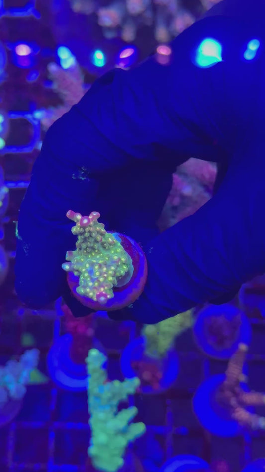 Banana hammock frag (Acropora divaricata)