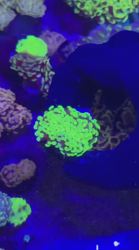 Toxic green frammer (Euphyllia paraancora)