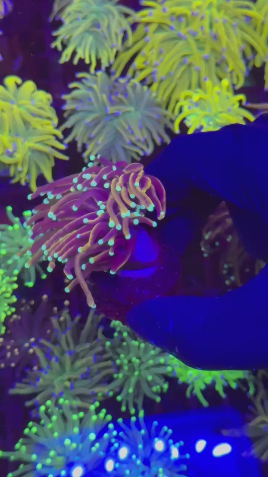 Black Panther 1h ( Euphyllia glabrescens )