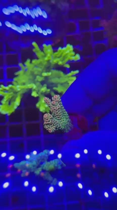 Acropora hyacinthus rainbow