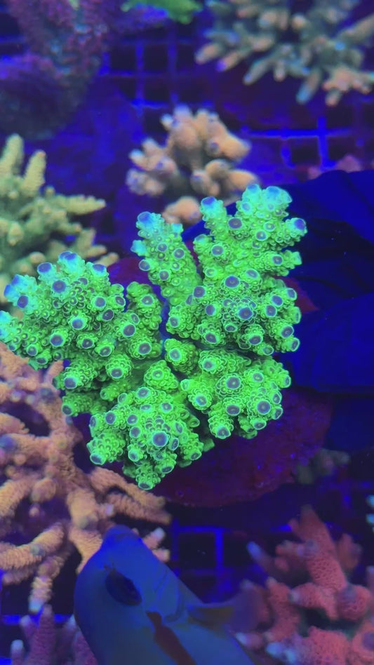 CG Florida colony (Acropora florida)