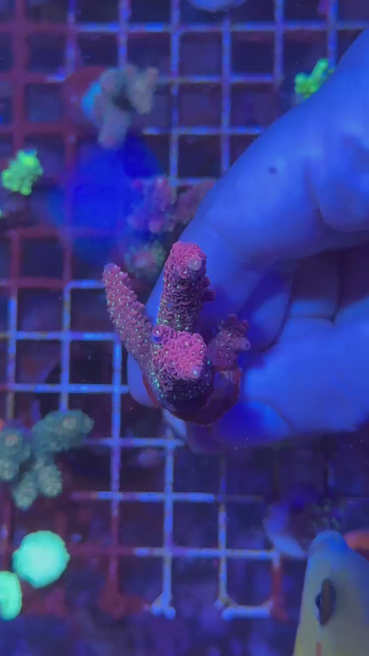 Heaven & Hell milly ( Acropora millepora )