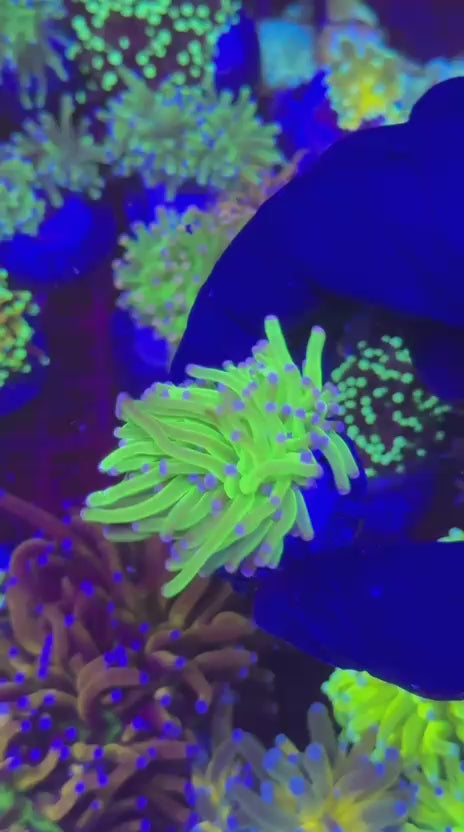 Malaysian Harlequin Torch (Euphyllia glabrescens)