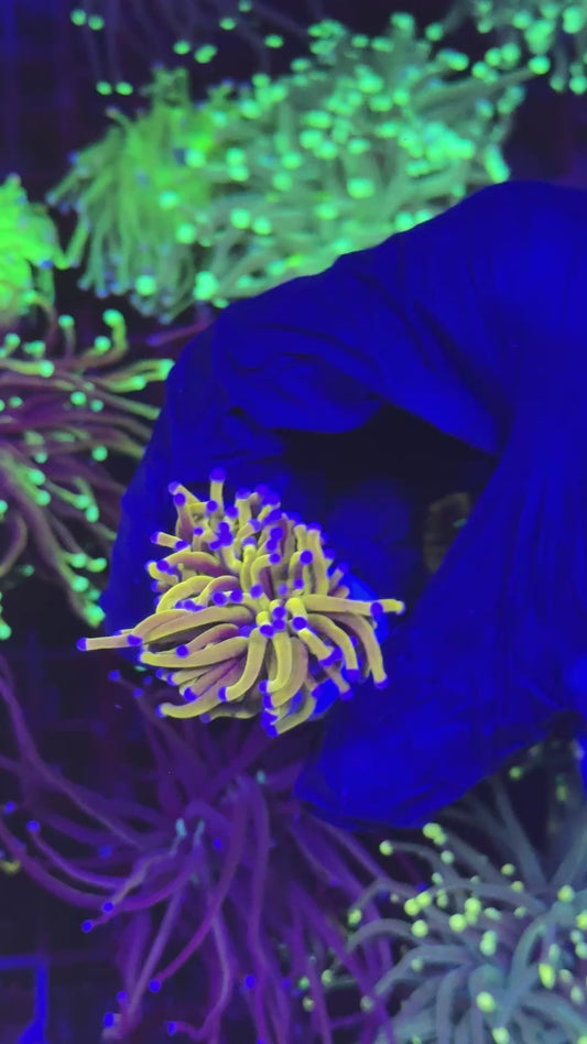 Ultra 24 k gold torch ( Euphyllia glabrescens )